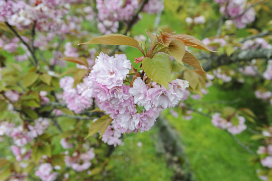 scherry blossom in spring