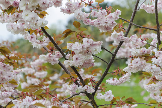 scherry blossom in spring