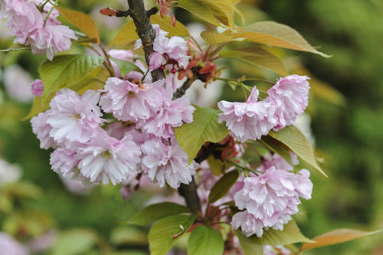 scherry blossom in spring