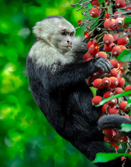 Monkey Picking Fruit