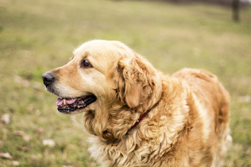 old golden retriever dog autumn portrait
