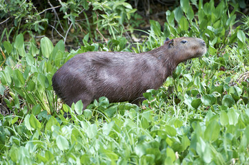 Capybara (Hydrochoerus hydrochaeris), Araras Ecolodge,  Mato Grosso, Brazil (Photo: Peter Llewellyn)
