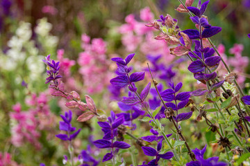 Fototapeta premium purple flowers in the garden