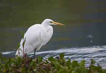 Great Egret (Ardea alba) foraging along the edge of Lake Chapala, Jocotopec, Jalisco, Mexico