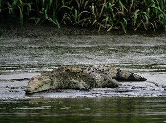 Fototapeta premium Crocodile Costa Rica River