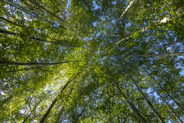 Looking up at Beautiful Trees in the Forest