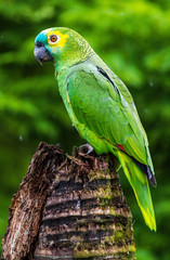 papagaio-verdadeiro amazona  