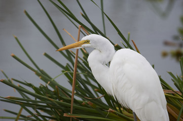 Great Egret (Ardea alba) foraging along edge of  Lake Chapala, Jocotopec, Jalisco, Mexico