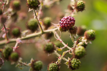 Wild Blackberry Plant