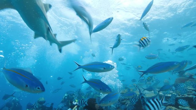 Deep ocean, wildlife scenery, Bull shark feeding underwater, a lot of sharks swimming around, closeup shot, predator passing by, blue sea water on background, extreme diving at Fiji