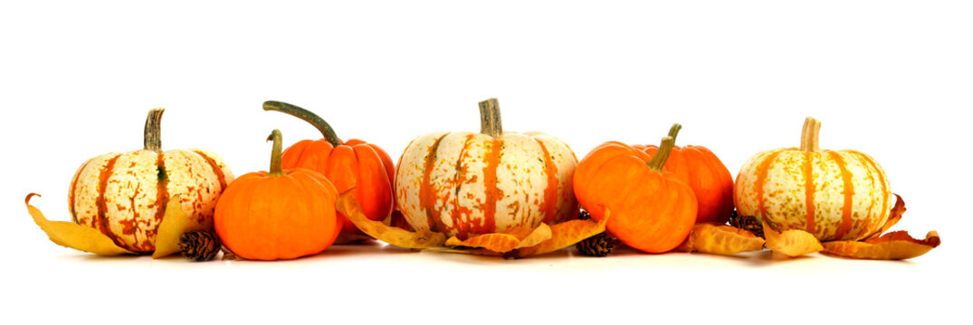 Autumn border arrangement of orange and striped pumpkins isolated on a white background