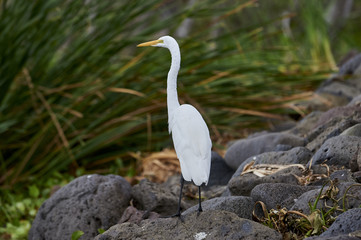 Great Egret (Ardea alba) foraging along edge of  Lake Chapala, Jocotopec, Jalisco, Mexico