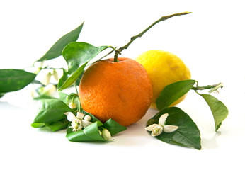 One orange and a lemon with the orange blossoms, isolated