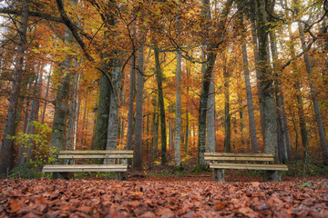 Two benches in an autumn forest