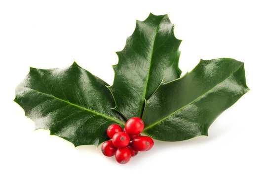 Christmas Holly Isolated on White