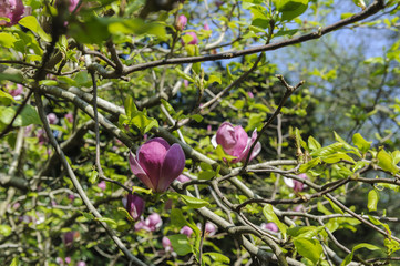 magnolia flowers in the garden