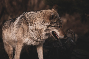Fototapeta premium Gray Wolf Close Up. Dangerous Predator In The Wild. Toned Instagram Style.