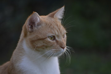 GATTO