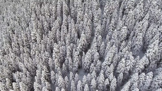 Aerial view from drone camera showing fascinating winter landscape of big snow capped pine trees in large frosted woods covering hill in cloudy evening.