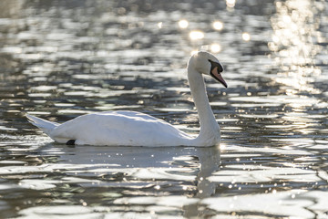 A Beautiful Majestic Swan Swimming in Water