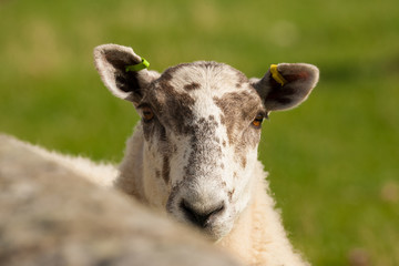 sheep nosing over a wall