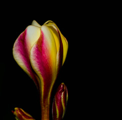 Plumeria bloom