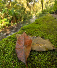 hojas secas en el bosque