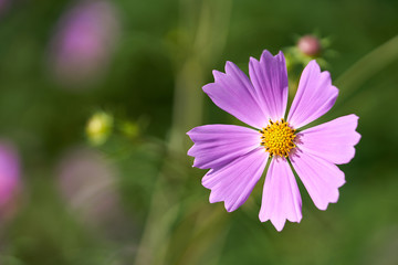 Fototapeta premium Cosmos Flower, In Korea 