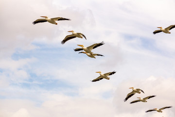 pelicanos borregueros
