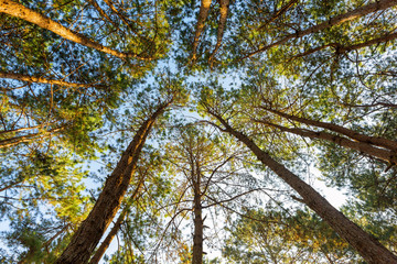 Pine forest from low angle with sunny early in the morning