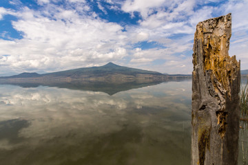tronco en el lago