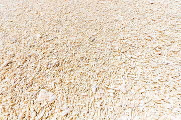 珊瑚のビーチ　Coral Beach