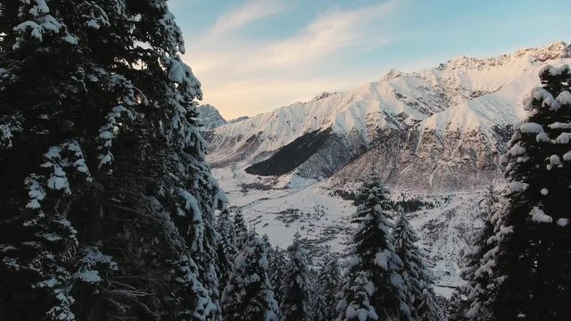 Breathtaking view from drone camera displaying winter landscape of snow covered pine trees in woods and mountains with number of high snowy peaks on background of crystal blue sky on sunny day.