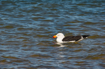  Pacific Gull on Water RHS