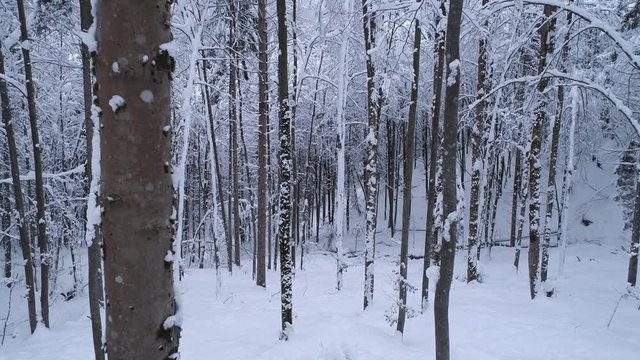 Aerial - Flying between snowy trees. Low flight inside deciduous forest