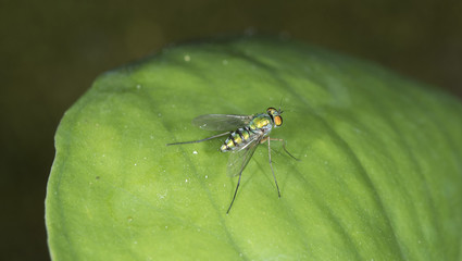 Robber fly on green leaf with black background
