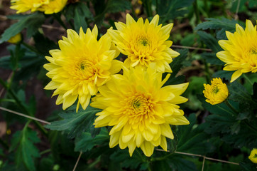 Crisantemos Del Jardin