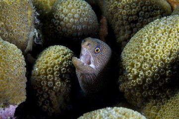 Goldentail moray on coral reef at Bonaire Island in the Caribbean