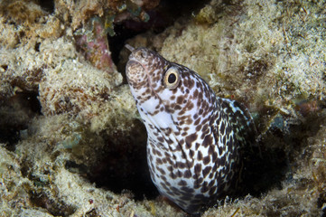 Spotted moray eel on coral reef at Bonaire Island in the Caribbean