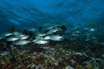School of mahogany snappers on coral reef at Bonaire Island in the Caribbean