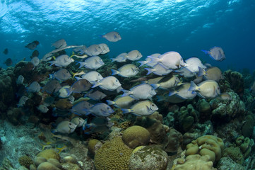 Naklejka na ściany i meble School of doctorfishs and ocean surgeonfishs on coral reef at Bonaire Island in the Caribbean