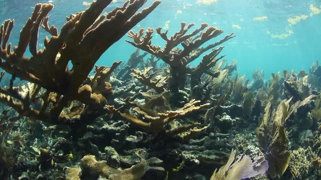 Fragile Elkhorn Coral Colony in Caribbean Sea