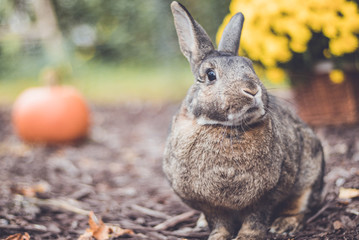 Adorable gray and brown domestic bunny rabbit in an autumn garden with mums and pumpkins, vintage setting