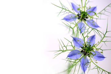 Isolated Nigella Sativa. Space for Logotype.