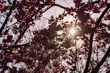 Cherry Blossoms