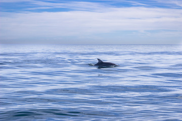Silhouette of a common dolphin with its fin out of the water at the Mediterranean Sea in the coast of Malaga over an endless horizon feeling the sea loneliness and the amazing sea wildlife. Spain.
