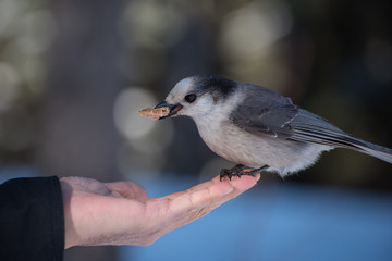 Gray jay eating from hand