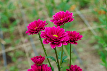 Obraz premium Crisantemos Del Jardin