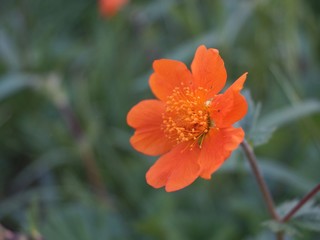 Orange flower