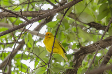 bird on a branch